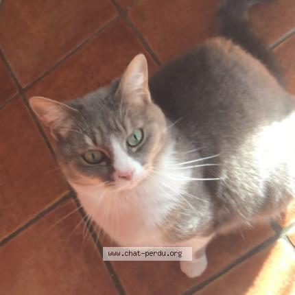 Photo 1/1 Chat retrouvé Perdu à Sant Michel Sur Orge