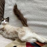 Photo de chat perdu à Genac Bignac