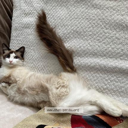 Photo 1/1 MIA Chat perdu à Genac bignac