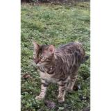 Photo de chat perdu à Chantilly