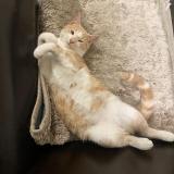 Photo de chat perdu à Montreuil