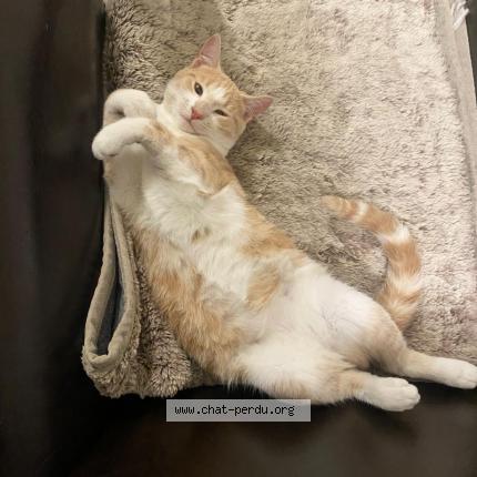 Photo 1/1 POUPY Chat perdu à Montreuil