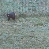 Photo de chat trouvé à Saint Sixt