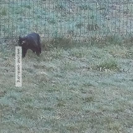 Photo 1/5 Chat trouvé Trouvé à Saint sixt