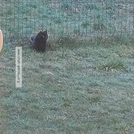 Photo 2/5 Chat trouvé Trouvé à Saint sixt