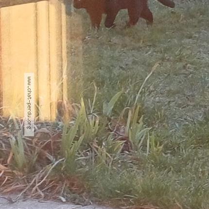 Photo 3/5 Chat trouvé Trouvé à Saint sixt