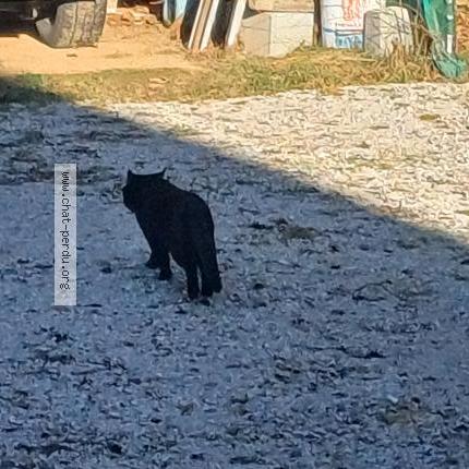 Photo 4/5 Chat trouvé Trouvé à Saint sixt