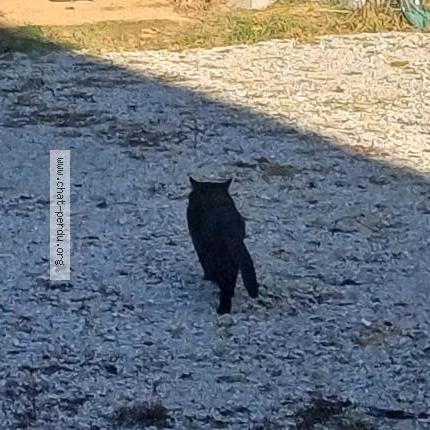 Photo 5/5 Chat trouvé Trouvé à Saint sixt