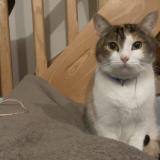 Photo de chat perdu à Saint Martin Sur Oust