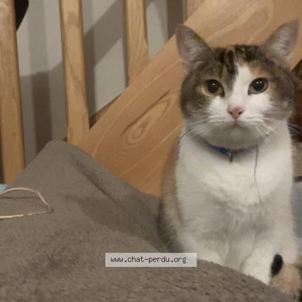 Photo 1/1 Ob&eacute; Chat perdu à Saint martin sur oust