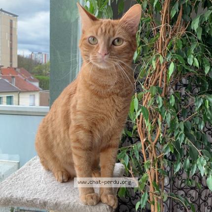 Photo 1/1 Toupou Chat perdu à Gaillard