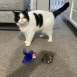 Photo de chat perdu à Canet En Roussillon