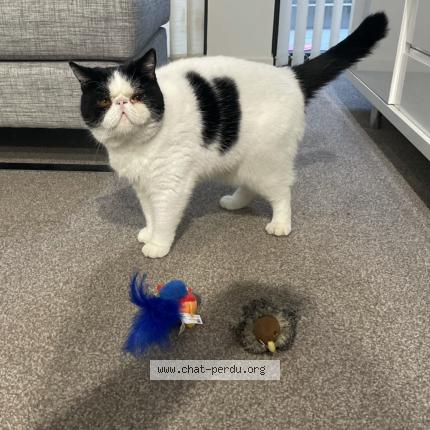 Photo 1/1 Pablo Chat perdu à Canet en roussillon