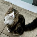 Photo de chat perdu à Blois