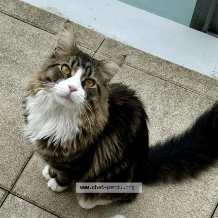 Photo 1/1 Charlie Chat perdu à Blois