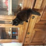 Photo de chat trouvé à Canet