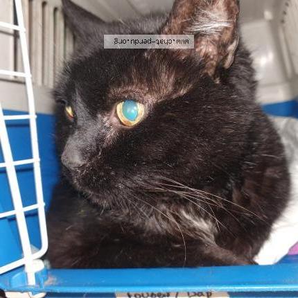 Photo 1/2 Chat retrouvé Trouvé à Lasserre Pradere