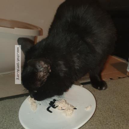 Photo 2/2 Chat retrouvé Trouvé à Lasserre Pradere