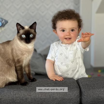 Photo 1/1 Paindépice Chat perdu à Pusey