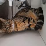 Photo de chat perdu à Avignon