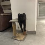 Photo de chat perdu à Salon De Provence