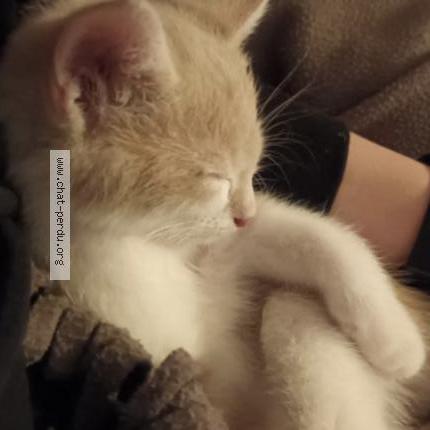 Photo 1/1 Mallow Chat perdu à Wavre