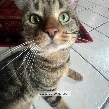 Photo 1/1 Chat retrouvé Perdu à Bonneval