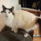 Photo de chat trouvé à Iteuil