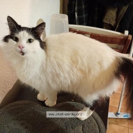 Photo 1/1 Chat trouvé Trouvé à Iteuil