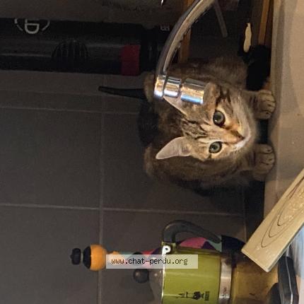 Photo 1/1 Chat retrouvé Perdu à Metz