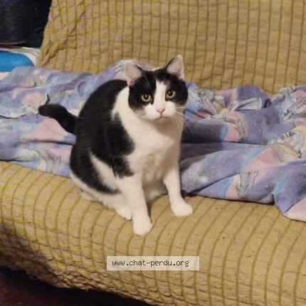 Photo 1/1 Chat retrouvé Perdu à Montfermeil