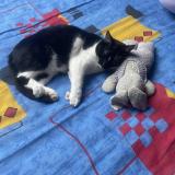 Photo de chat perdu à Chailles