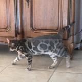 Photo de chat trouvé à Palau Del Vidre