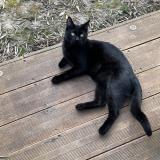 Photo de chat perdu à Cormeilles En Parisis