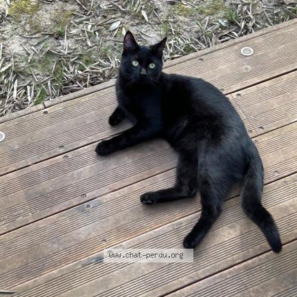 Photo 1/1 Gotham Chat perdu à Cormeilles en parisis