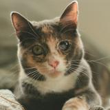 Photo de chat perdu à San Diego