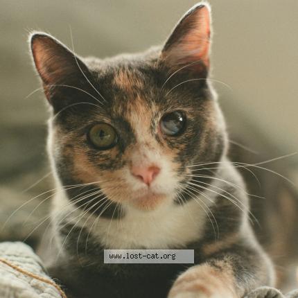 Photo 1/1 Juni Chat perdu à San diego