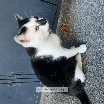 Photo 1/1 F&eacute;lix Chat perdu à Macon