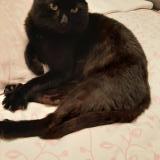 Photo de chat trouvé à Vitry Sur Seine