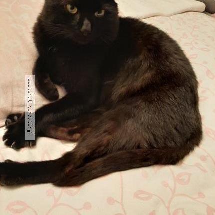 Photo 1/1 Chat trouvé Trouvé à Vitry sur seine