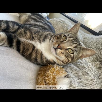 Photo 1/1 Locky Chat perdu à Le mesnil theribus