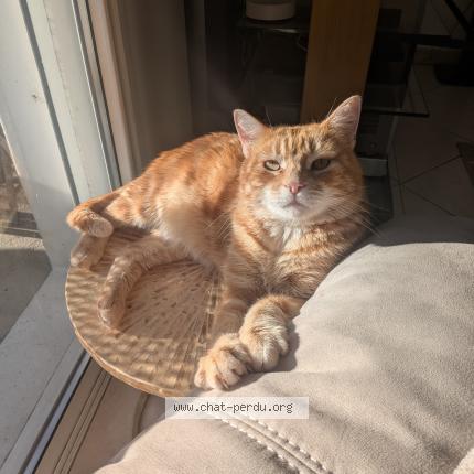 Photo 1/3 Phox Chat perdu à Pinsaguel