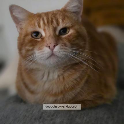 Photo 2/3 Phox Chat perdu à Pinsaguel
