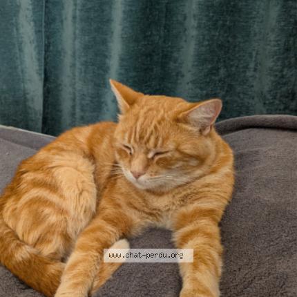 Photo 3/3 Phox Chat perdu à Pinsaguel