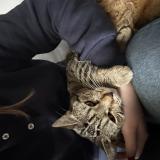 Photo de chat perdu à Quend Plage