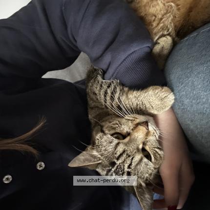 Photo 1/1 Cali Chat perdu à Quend plage