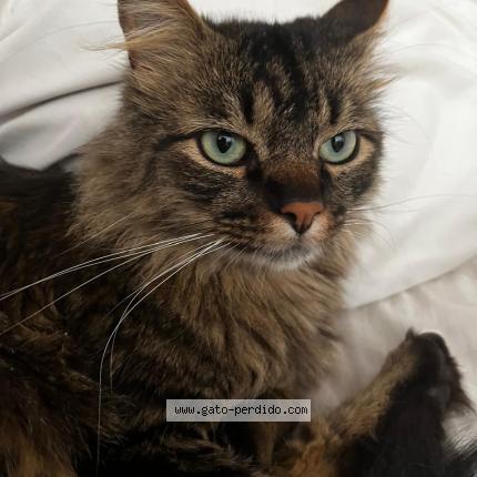 Photo 1/1 Chat trouvé Trouvé à Bogota