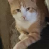 Photo de chat perdu à Communay