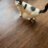 Photo de chat perdu à Terrebonne