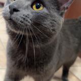 Photo de chat perdu à Laval